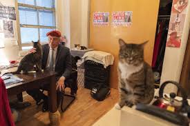 Image result for cat man