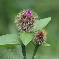 Image result for Centaurea pseudophrygia