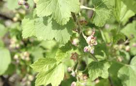 Attēlu rezultāti vaicājumam “Ribes nigrum flower”