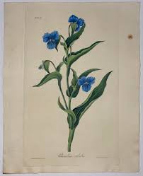 Attēlu rezultāti vaicājumam “Commelina coelestis flower”