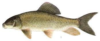 Image result for Moxostoma duquesnei