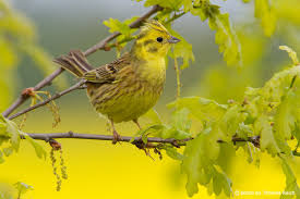 Attēlu rezultāti vaicājumam “Emberiza citrinella”