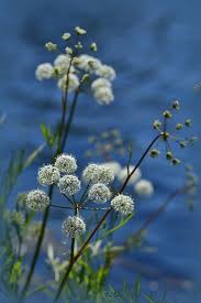 Attēlu rezultāti vaicājumam “Cicuta virosa flower”