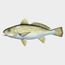 Image result for Micropogonias undulatus