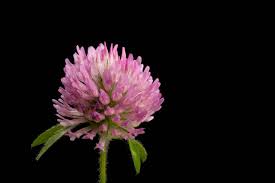 Attēlu rezultāti vaicājumam “Trifolium hybridum flower”
