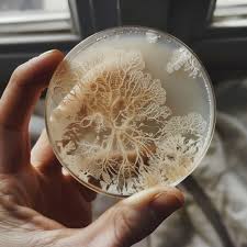 Attēlu rezultāti vaicājumam “Physarum globuliferum spores”