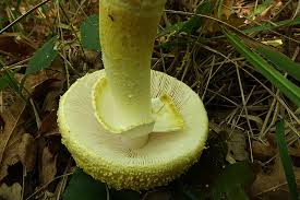 Attēlu rezultāti vaicājumam “Lactarius lygniotus”