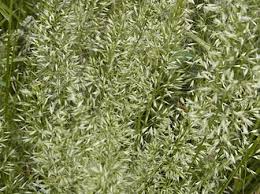 Attēlu rezultāti vaicājumam “Trisetum flavescens flower”