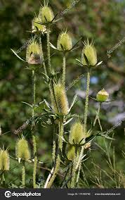 Image result for Dipsacus silvestris