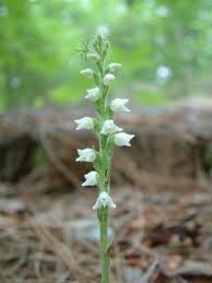 Attēlu rezultāti vaicājumam “Goodyera repens flower”