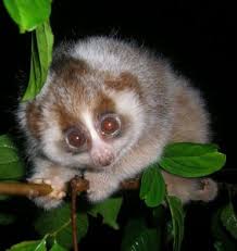 Attēlu rezultāti vaicājumam “Primates”