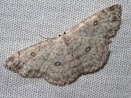 Attēlu rezultāti vaicājumam “Cyclophora pendularia”
