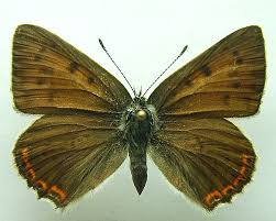 Attēlu rezultāti vaicājumam “Lycaena alciphron female”