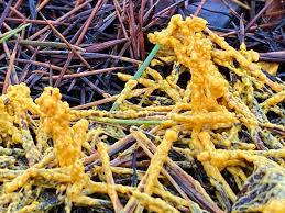 Attēlu rezultāti vaicājumam “Physarum globuliferum”