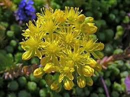 Attēlu rezultāti vaicājumam “Sedum sexangulare leaf”