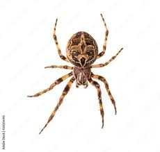 Attēlu rezultāti vaicājumam “Araneus diadematus”