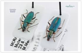 Attēlu rezultāti vaicājumam “Chrysanthia geniculata”