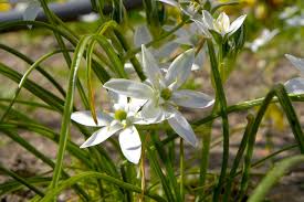 Attēlu rezultāti vaicājumam “Ornithogalum umbellatum flower”