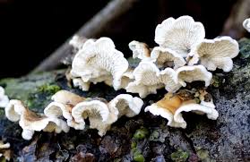 Attēlu rezultāti vaicājumam “Plicatura nivea”