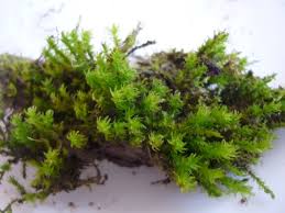 Attēlu rezultāti vaicājumam “Anomodon viticulosus”