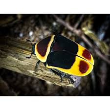 Attēlu rezultāti vaicājumam “Bitoma crenata imago”