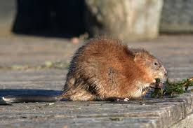 Attēlu rezultāti vaicājumam “Ondatra zibethicus”