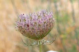 Attēlu rezultāti vaicājumam “Daucus sativus flower”