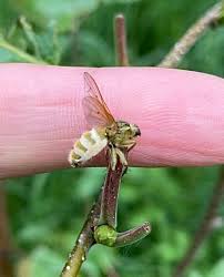 Attēlu rezultāti vaicājumam “Agathomyia wankowiczii”