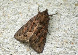 Attēlu rezultāti vaicājumam “Thalpophila matura”