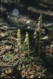 Attēlu rezultāti vaicājumam “Goodyera repens fruit”