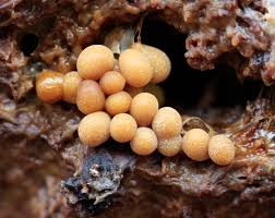 Attēlu rezultāti vaicājumam “Badhamia capsulifera macro”