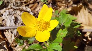 Attēlu rezultāti vaicājumam “Anemone ranunculoides leaf”
