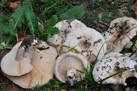 Attēlu rezultāti vaicājumam “Lactarius bertillonii”