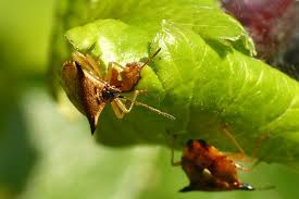 Attēlu rezultāti vaicājumam “Elasmucha ferrugata”