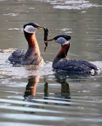 Attēlu rezultāti vaicājumam “Podiceps grisegena”