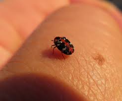 Attēlu rezultāti vaicājumam “Anthrenus scrophulariae”