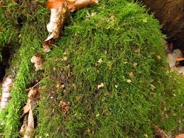 Attēlu rezultāti vaicājumam “Amblystegium serpens macro”