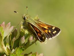 Attēlu rezultāti vaicājumam “Hesperia comma female”