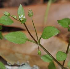 Attēlu rezultāti vaicājumam “Stellaria crassifolia leaf”