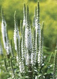 Attēlu rezultāti vaicājumam “Veronica longifolia bud”