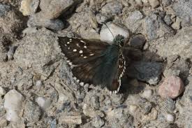 Attēlu rezultāti vaicājumam “Pyrgus serratulae underside”