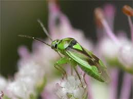 Attēlu rezultāti vaicājumam “Orthops campestris”