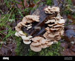 Attēlu rezultāti vaicājumam “Panellus stipticus”