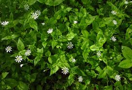 Attēlu rezultāti vaicājumam “Stellaria nemorum leaf”