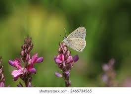 Attēlu rezultāti vaicājumam “Lycaena tityrus underside”