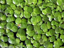 Attēlu rezultāti vaicājumam “Spirodela polyrhiza”