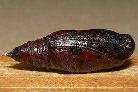 Attēlu rezultāti vaicājumam “Earophila badiata”