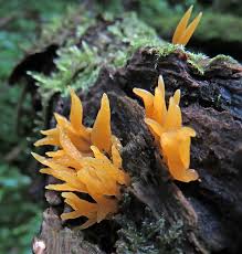 Attēlu rezultāti vaicājumam “Octospora splachnophila”