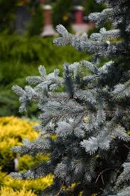 Attēlu rezultāti vaicājumam “Picea”