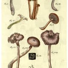 Attēlu rezultāti vaicājumam “Diderma rufostriatum young”